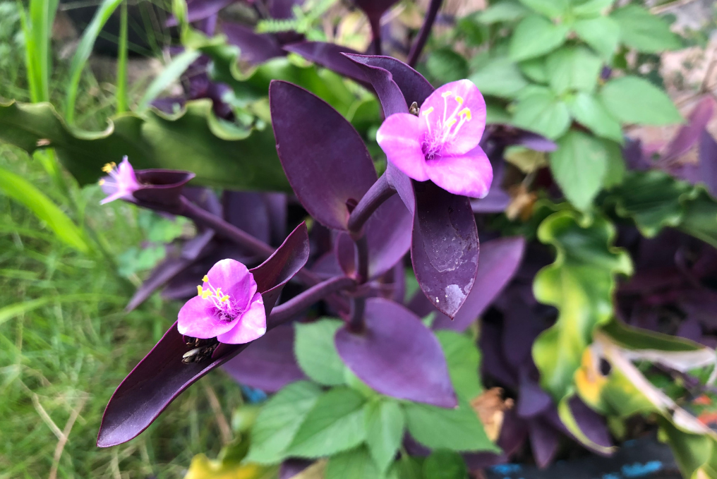purppurajuoru
