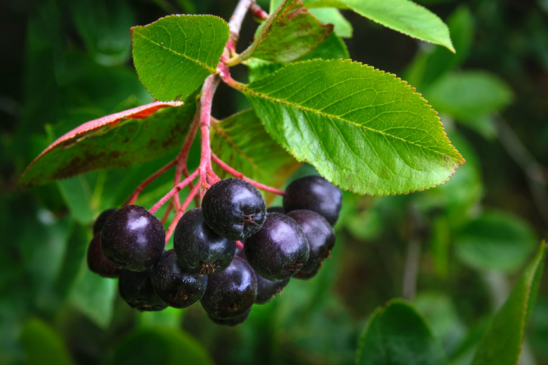 pensasaronia