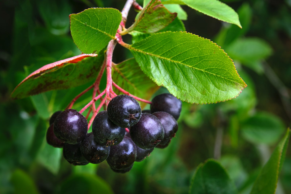 pensasaronia
