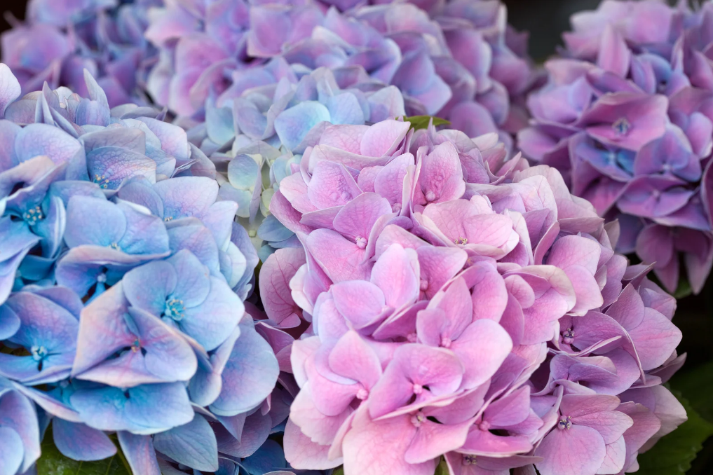 hortensia